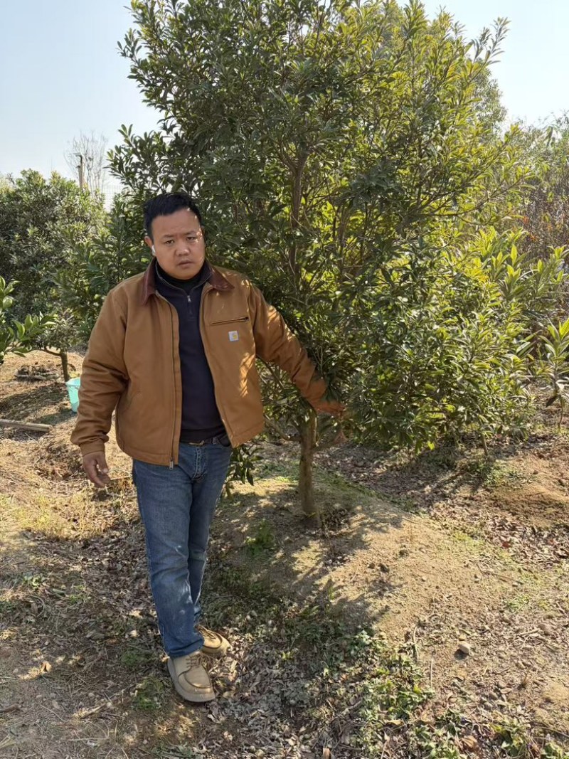 杨梅树七公分以上发货