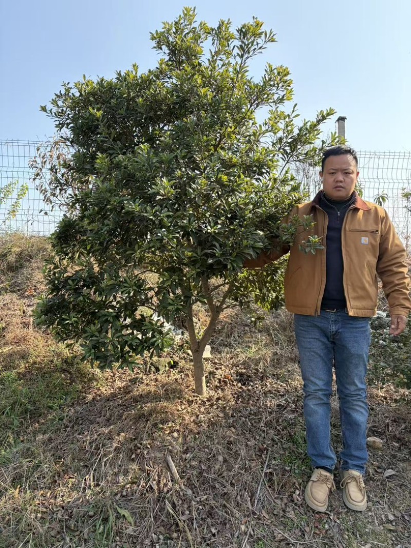 杨梅树七公分以上发货