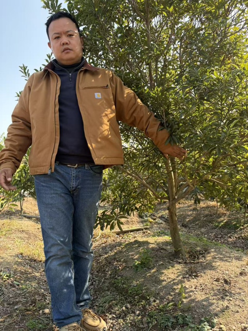 杨梅树七公分以上发货
