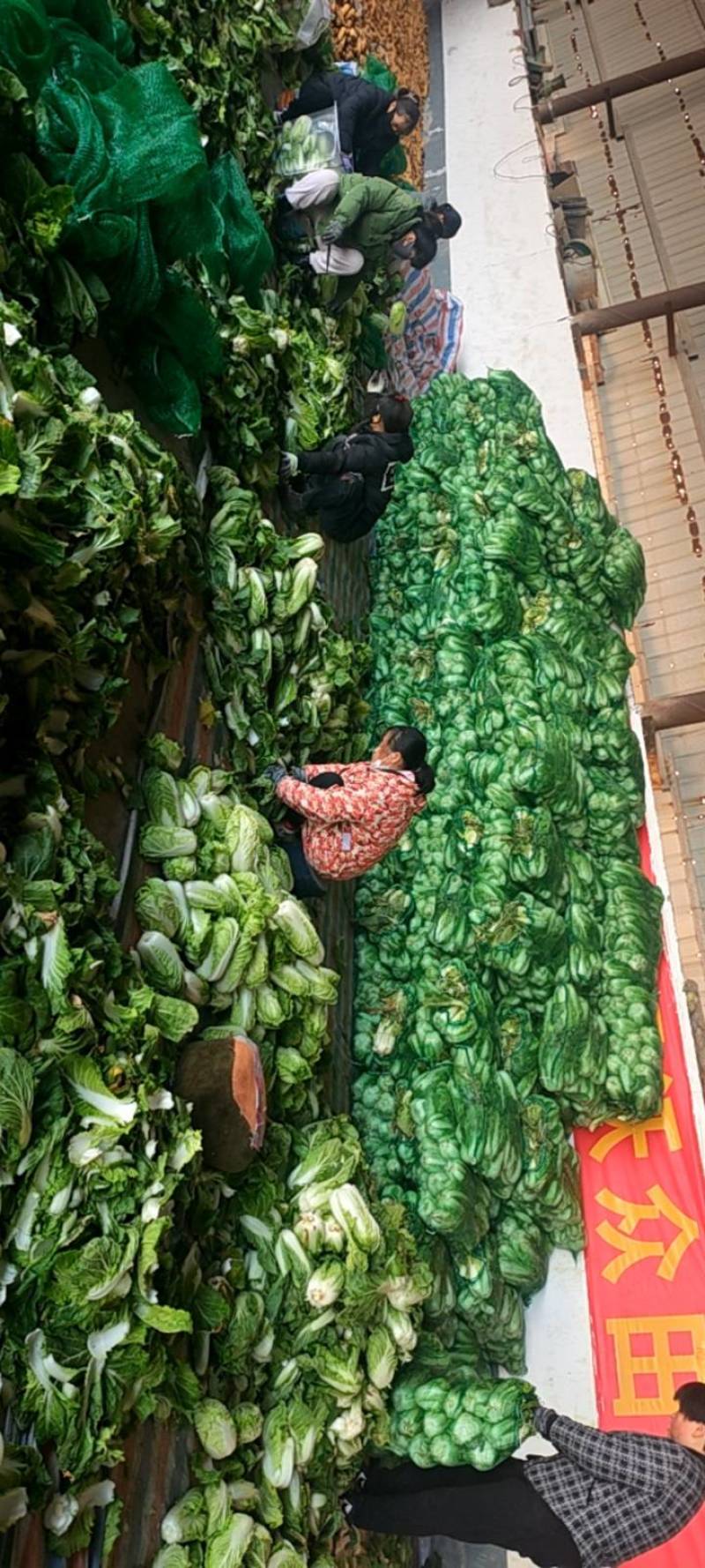 大娃娃菜