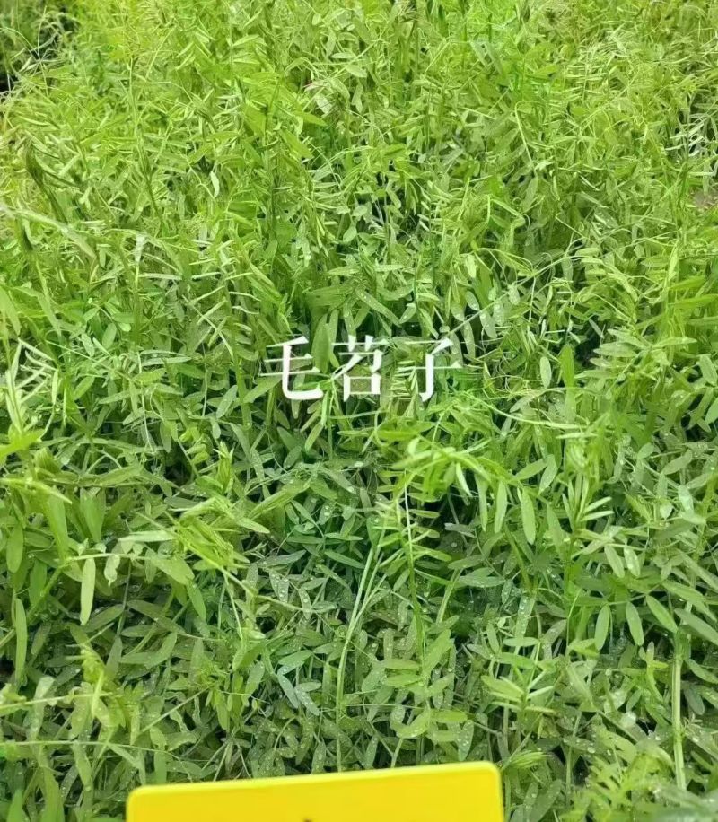 新光叶紫花苕种子春夏播种耐旱耐热简单易活果园绿肥蜜源牧草