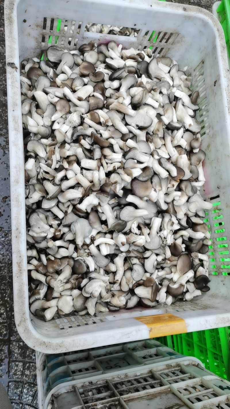 小黑平菇