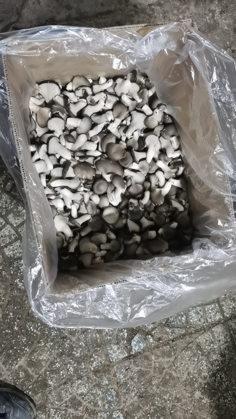 小黑平菇