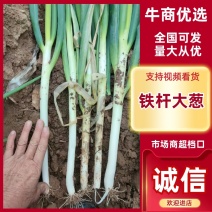 河南南阳铁杆大葱/产区直发/当天发车/大量