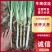 河南南阳铁杆大葱/产区直发/当天发车/大量