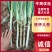 河南南阳铁杆大葱/产区直发/当天发车/大量