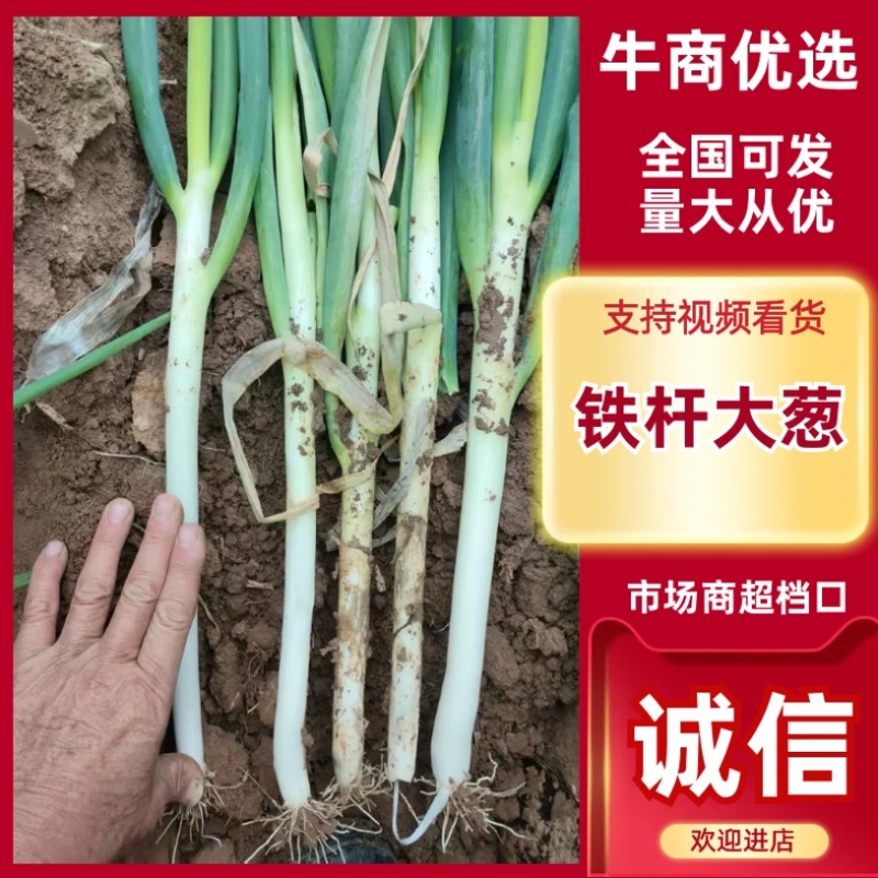 河南南阳铁杆大葱/产区直发/当天发车/大量