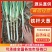 河南南阳铁杆大葱/产区直发/当天发车/大量