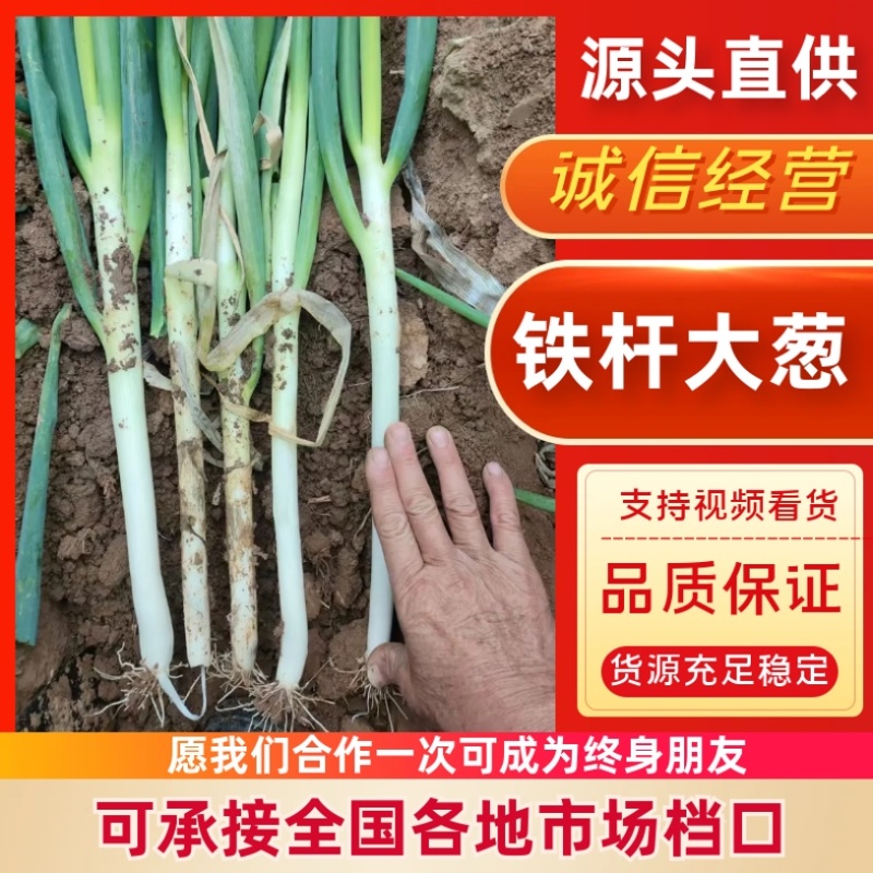 河南南阳铁杆大葱/产区直发/当天发车/大量