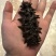 海参