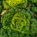 黄心菜乌塌菜泡泡菜霜冻新鲜蔬菜
