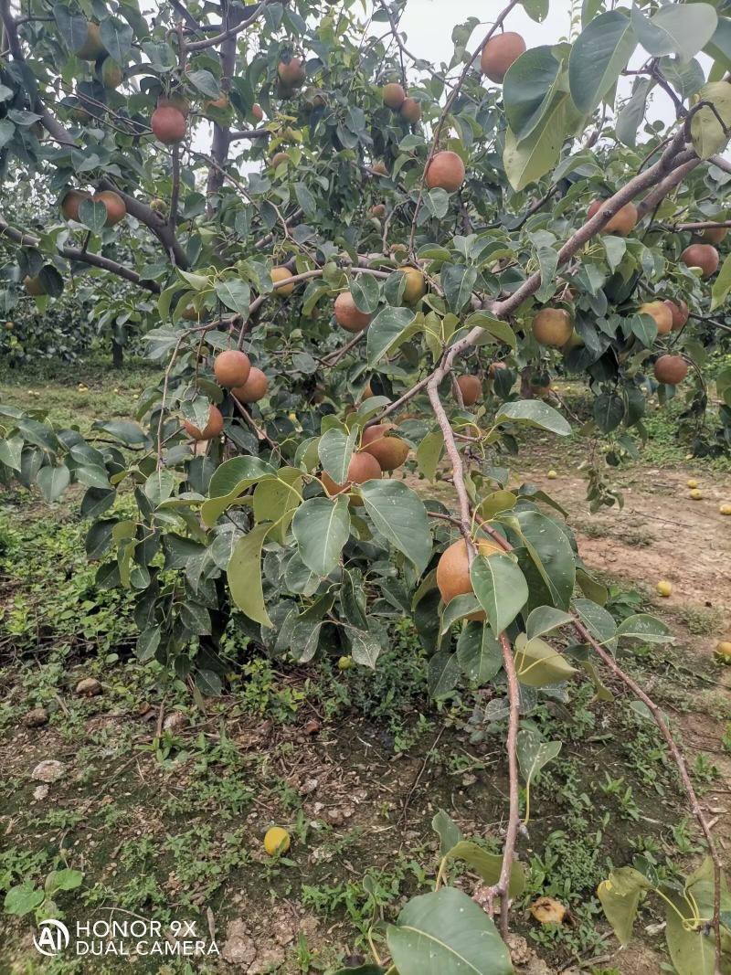 库存玉露香梨