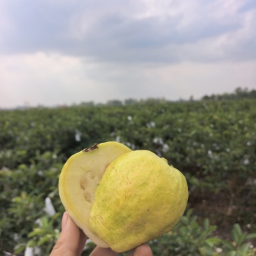 精品红心白心芭乐青线椒产地一手货源全国发货量大价优