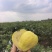 精品红心白心芭乐青线椒产地一手货源全国发货量大价优