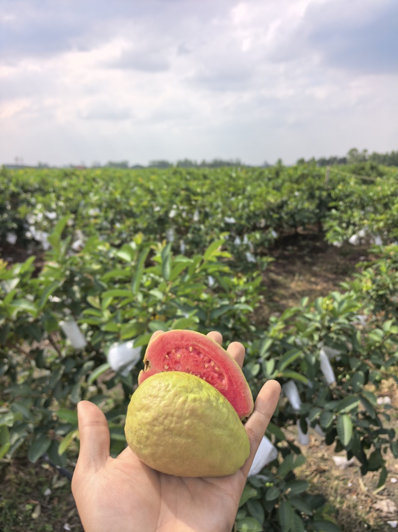 精品红心白心芭乐青线椒产地一手货源全国发货量大价优