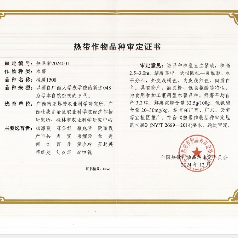 广西去皮白肉面包木薯