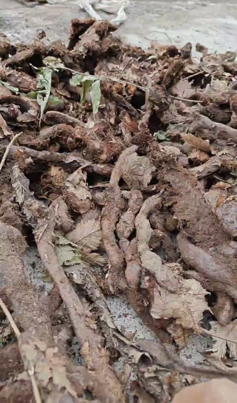 骨碎补，产地直发，大量有货，欢迎各位老板咨询采购