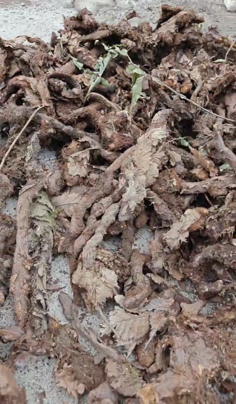 骨碎补，产地直发，大量有货，欢迎各位老板咨询采购