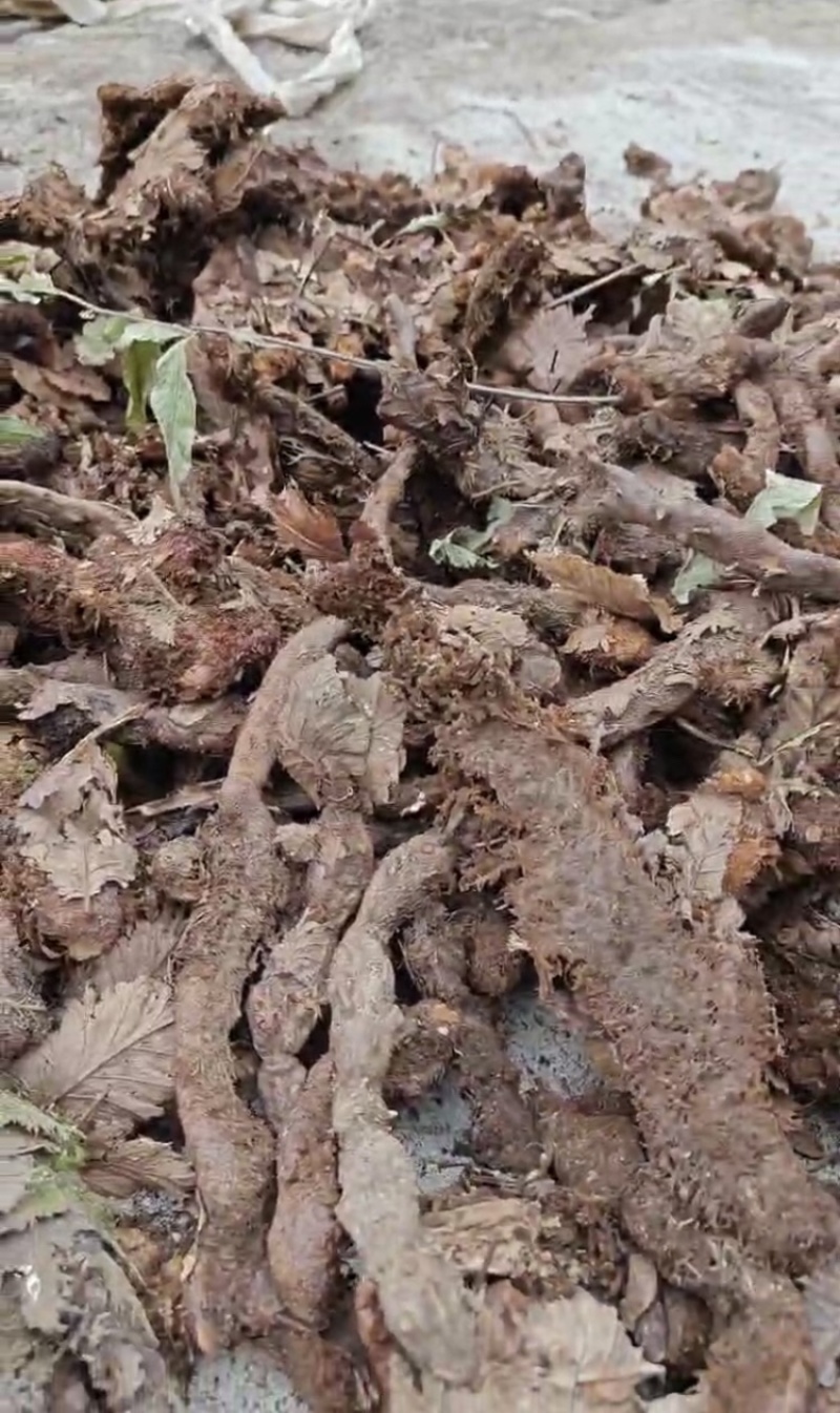 骨碎补，产地直发，大量有货，欢迎各位老板咨询采购