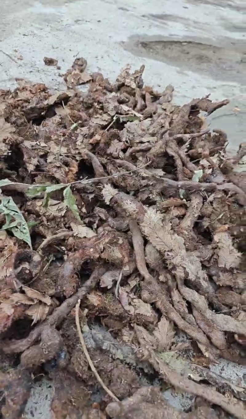 骨碎补，产地直发，大量有货，欢迎各位老板咨询采购