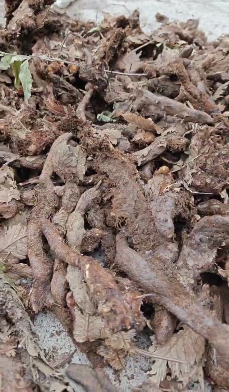 骨碎补，产地直发，大量有货，欢迎各位老板咨询采购