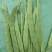 扁豆刀豆芸豆市场货电商货大量供应一件代发