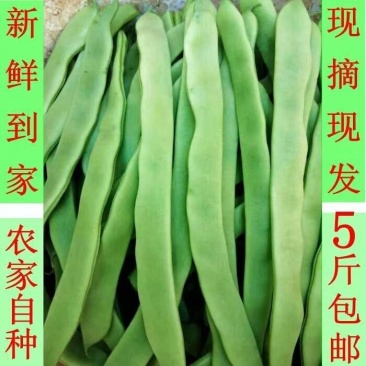 扁豆刀豆芸豆市场货电商货大量供应一件代发