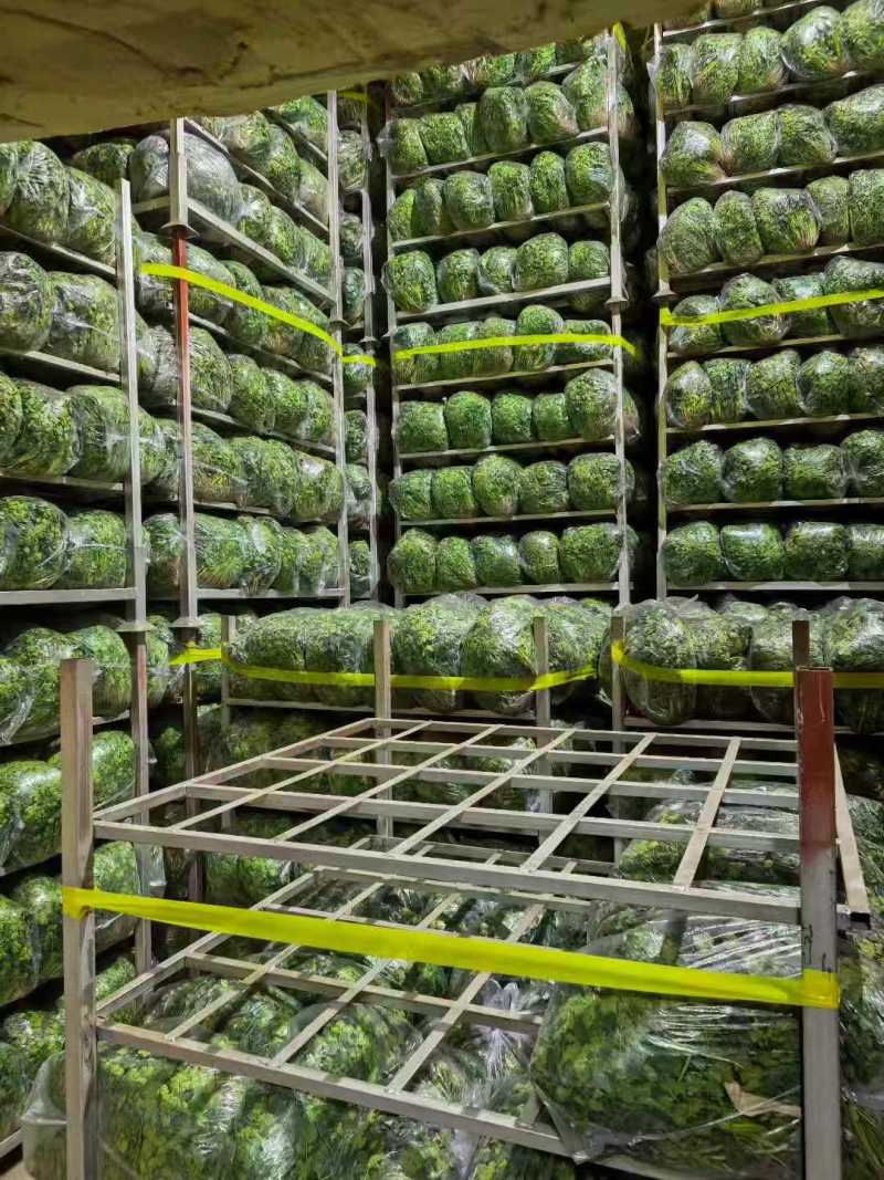 铁杆青香菜大量供应中对接市场档口商超一条龙服务欢迎来电