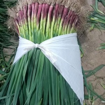 红根蒜苗