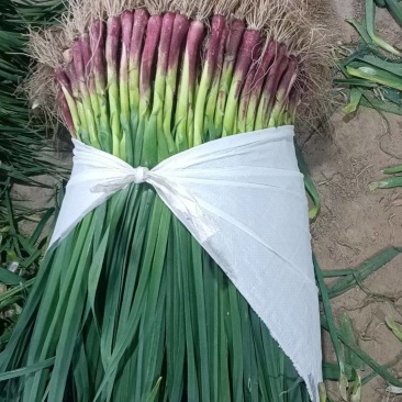 红根蒜苗