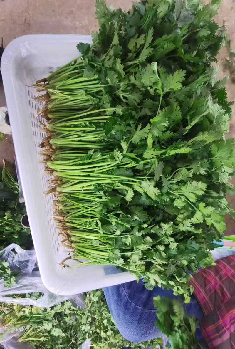 河北铁杆青香菜大量上市了对接市场档口商超量大从优规格齐全