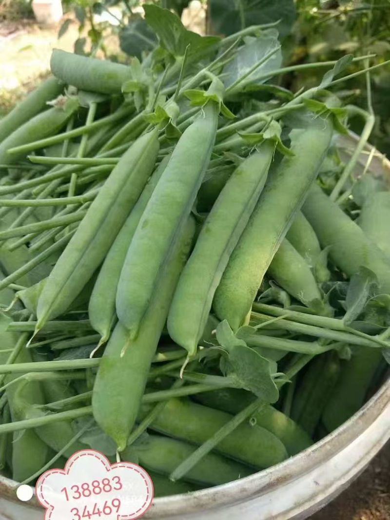 豌豆甜脆豌豆水果豌豆长寿豆中豌豆市场货电商货大量供应，一