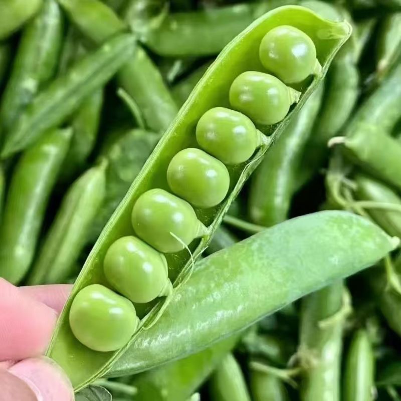 豌豆甜脆豌豆水果豌豆长寿豆中豌豆市场货电商货大量供应，一