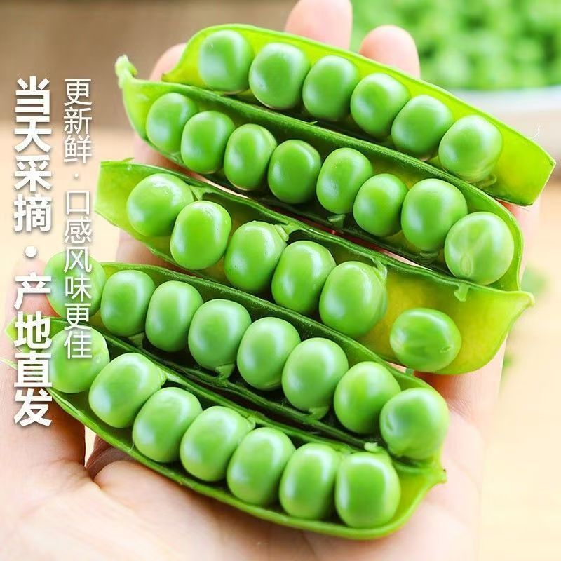 豌豆甜脆豌豆水果豌豆长寿豆中豌豆市场货电商货大量供应，一