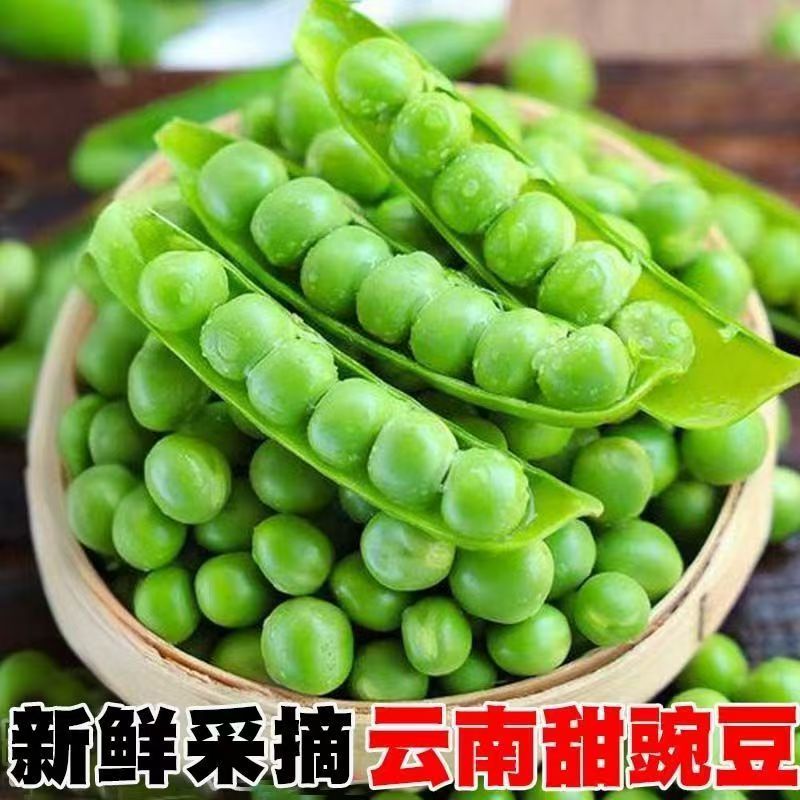 豌豆甜脆豌豆水果豌豆长寿豆中豌豆市场货电商货大量供应，一