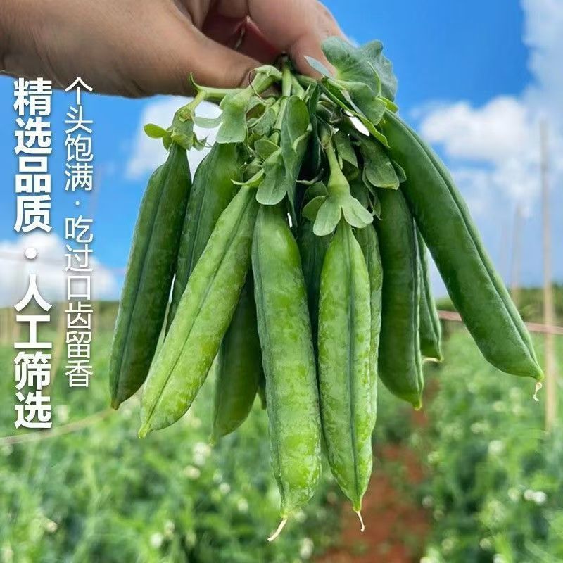 豌豆甜脆豌豆水果豌豆长寿豆中豌豆市场货电商货大量供应，一