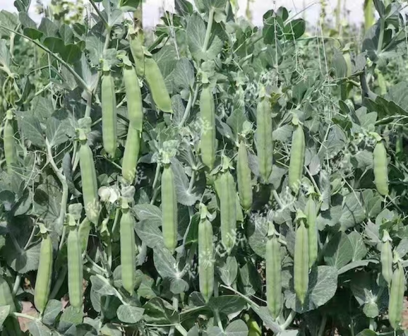 豌豆甜脆豌豆水果豌豆长寿豆中豌豆市场货电商货大量供应，一