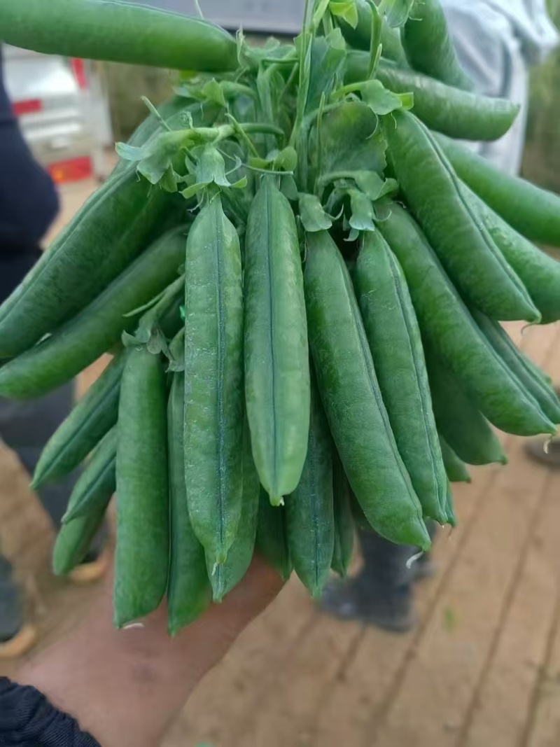 豌豆甜脆豌豆水果豌豆长寿豆中豌豆市场货电商货大量供应，一