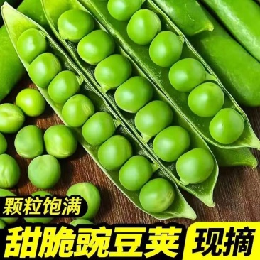 豌豆甜脆豌豆水果豌豆长寿豆中豌豆市场货电商货大量供应，一
