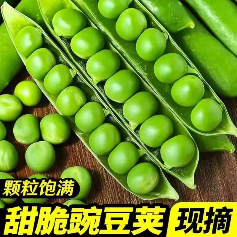 豌豆甜脆豌豆水果豌豆长寿豆中豌豆市场货电商货大量供应，一