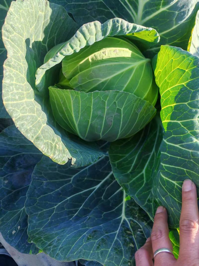 【推荐】圆包菜/产地直发/视频看货/对接商超批发市场