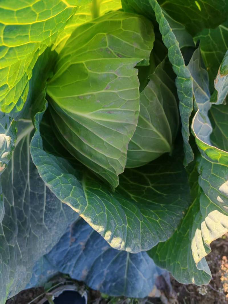 【推荐】圆包菜/产地直发/视频看货/对接商超批发市场