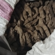 焦作生地黄