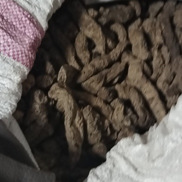 焦作生地黄