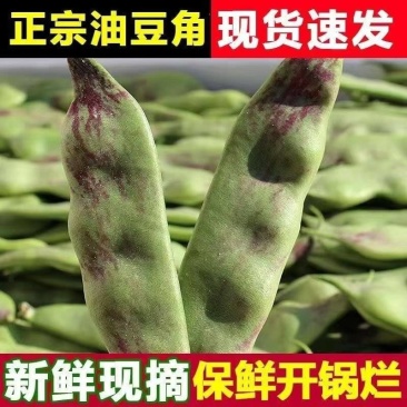 油豆九月青一点红市场货电商货大量供应，一件代发