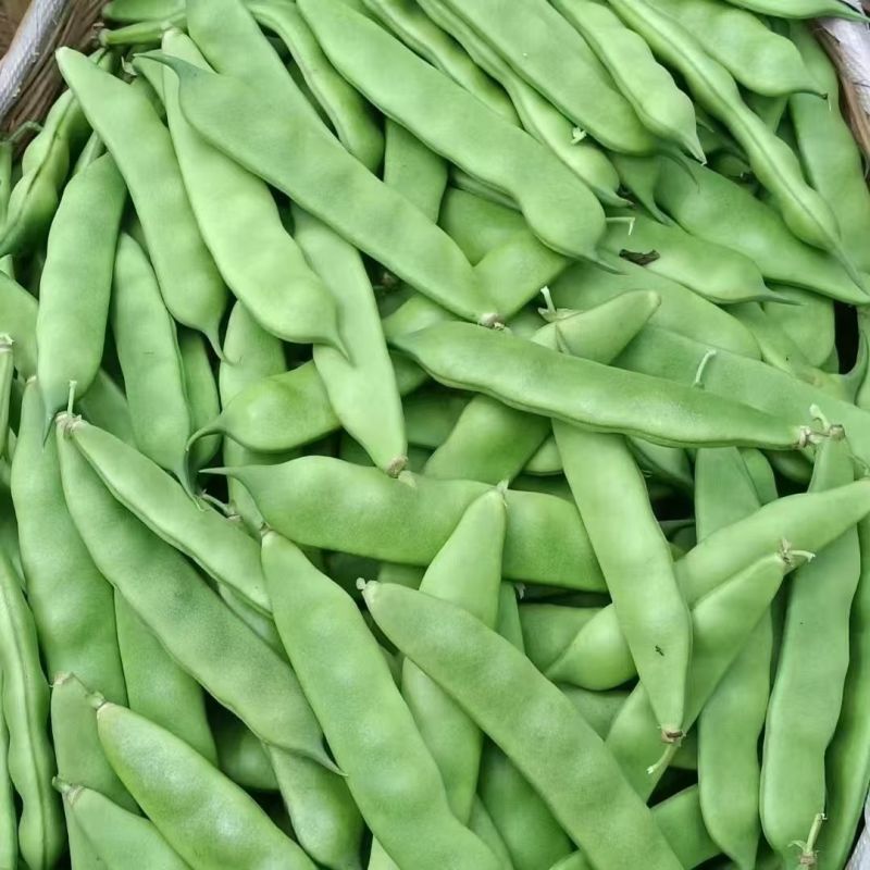 油豆九月青一点红市场货电商货大量供应，一件代发