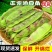油豆九月青一点红市场货电商货大量供应，一件代发