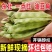 油豆九月青一点红市场货电商货大量供应，一件代发