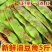 油豆九月青一点红市场货电商货大量供应，一件代发