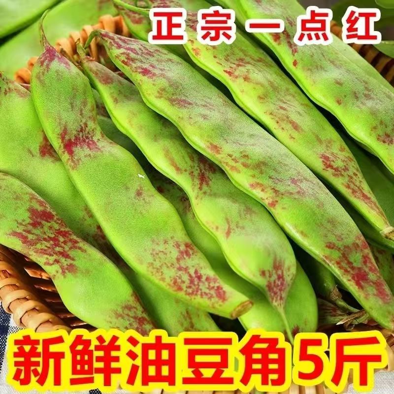 油豆九月青一点红市场货电商货大量供应，一件代发